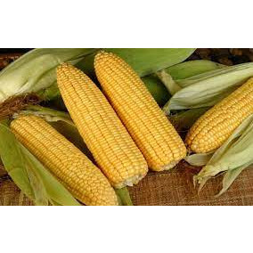 hạt giống ngô ngọt ( bắp ngọt mỹ gói 20 hạt)