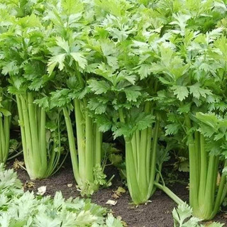 HẠT GIỐNG CẦN TÂY BẸ TO 10g