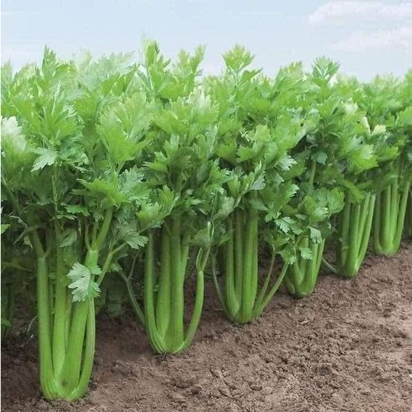HẠT GIỐNG CẦN TÂY BẸ TO 10g