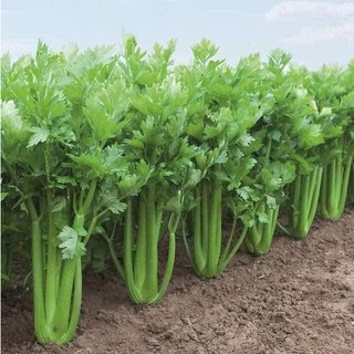 Hạt giống cần tây bẹ to