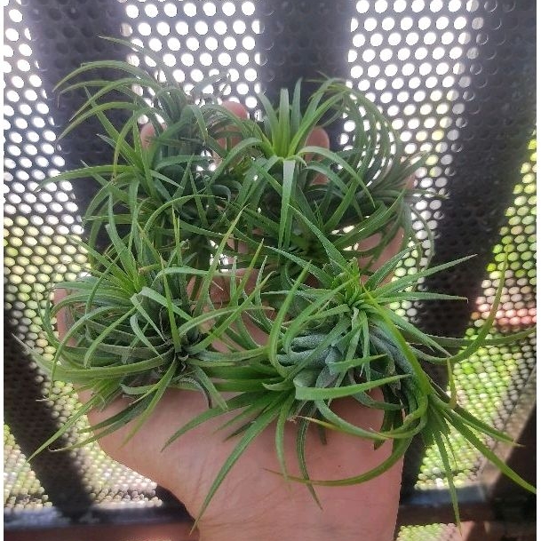 Chùm cây không khí Kim yến size vừa 3 -4 cây