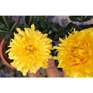 gốc Hoa hồng firework ruffle (gốc rễ trần)