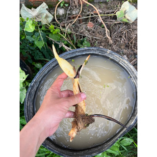 combo 3 củ sen đủ màu