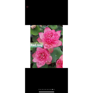 combo 3 củ sen đủ màu