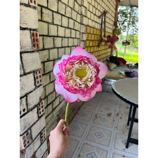 combo 3 củ sen đủ màu