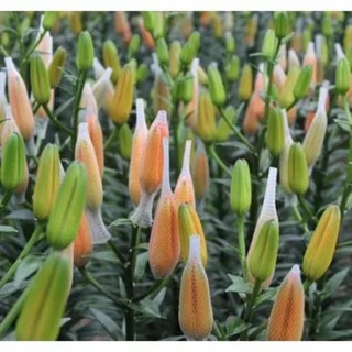 100gr túi lưới chụp hoa ly, hoa cúc, hoa hồng