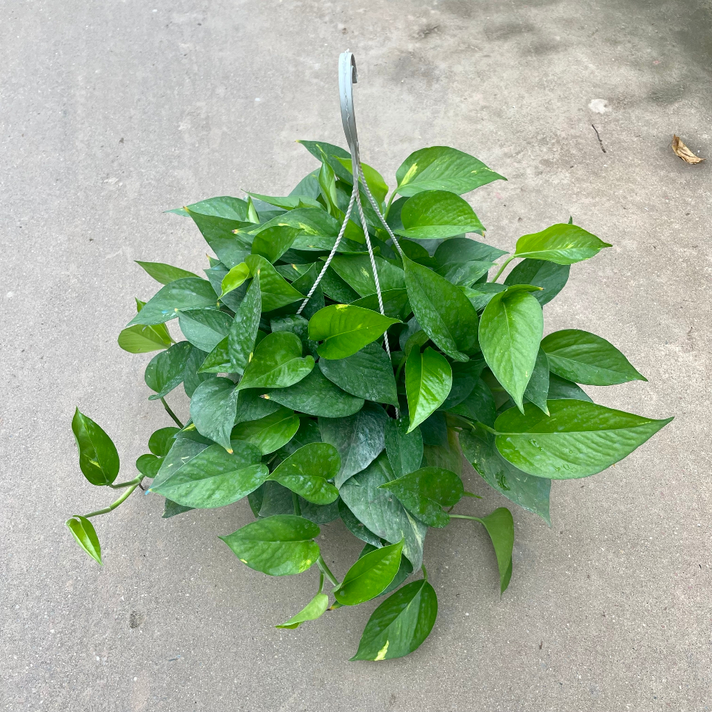 Cây trầu bà rủ lá dày kín (vạn niên thanh) chậu treo đường kính 25-30cm@