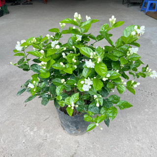 Cây hoa nhài ta size đại, đường kính 40cm(Hàng Chuẩn)