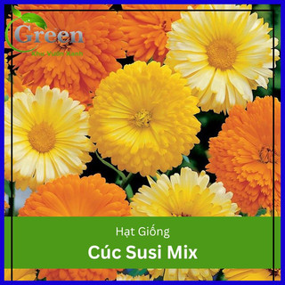 Hạt Giống Hoa Cúc Susi Nhiều Màu Mix