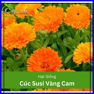 Hạt giống hoa cúc susi vàng cam