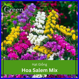 Hạt Giống Hoa Salem Nhiều Màu Mix - Gói 50 Hạt