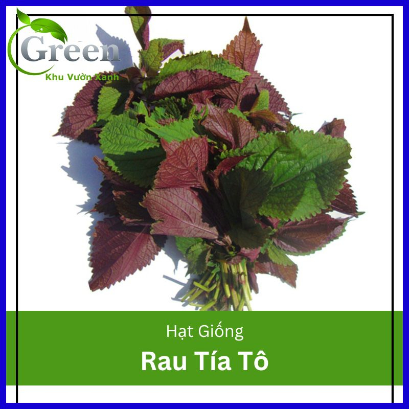 Hạt Giống Rau Tía Tô Dễ Trồng, Nhanh Thu Hoạch, Thu Hoạch Liên Tục Kéo Dài