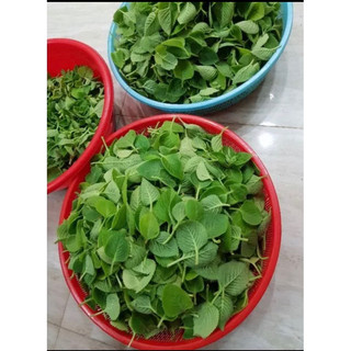 Lá húng chanh tươi 0,8kg )