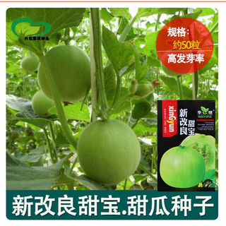 Hạt giống dưa lê xanh siêu ngọt gói 80 hạt