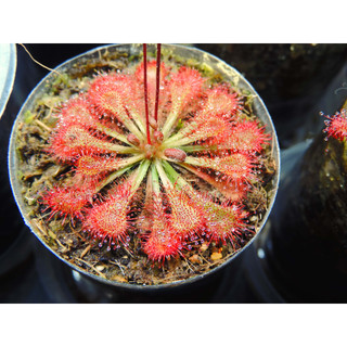Hạt giống cây ăn thịt bắt mồi gọng vó Drosera Tokainensis, 50 hạt