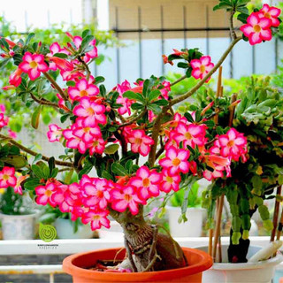 HẠT GIỐNG HOA SỨ THÁI - 5 hạt/ gói