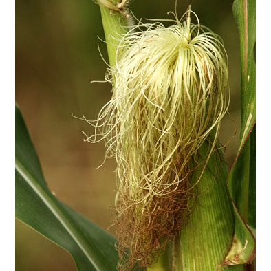 500GR Râu Ngô Sấy Khô - Làm Trà - Nấu Nước Sâm