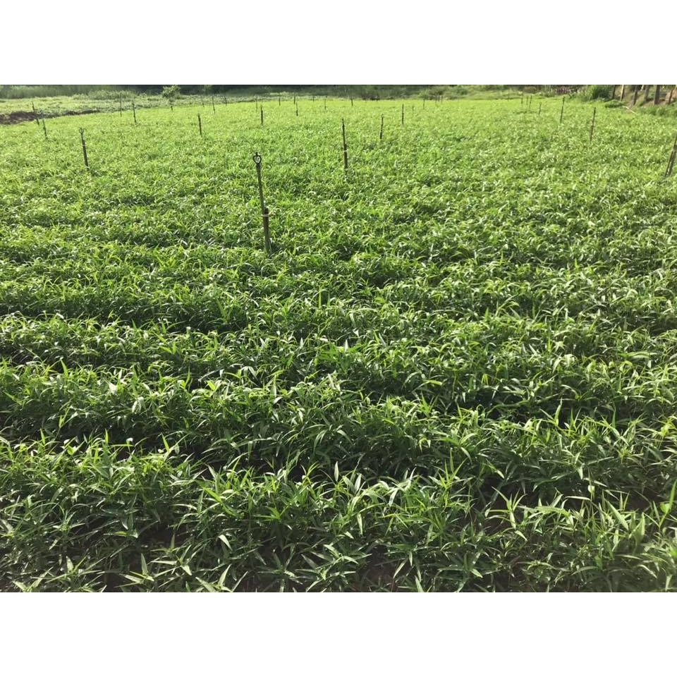 Cỏ Khô Premium Cavalcade Hay Organic 🐶 FREE SHIP 🐶 Cung cấp protein,canxi cho guinea pig, thỏ, chinchilla ..