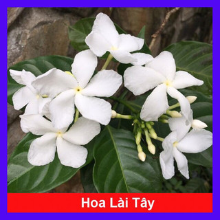 Hoa lài tây