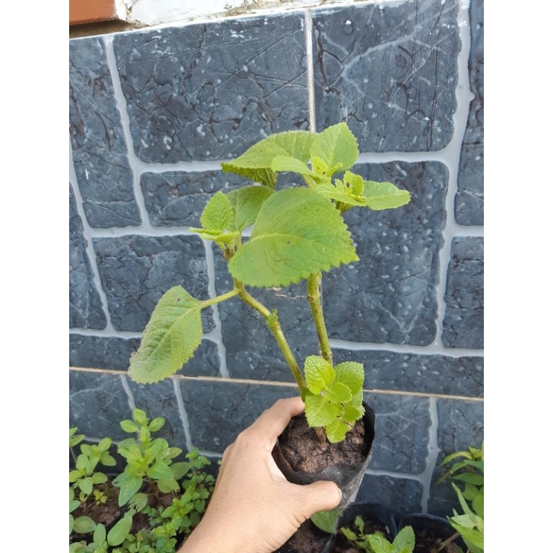 Cây húng chanh giống