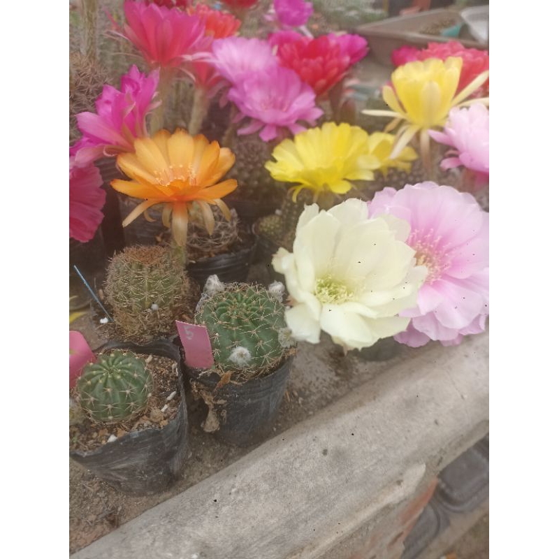 Xương rồng Lobivia Chọn Màu Hoa theo hình