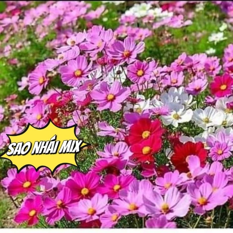 ⚡️ HẠT GIỐNG HOA⚡️ CÚC SAO NHÁI ĐỐNG TÚI ZIP GÓI 50 HẠT, HOA CỰC ĐẸP