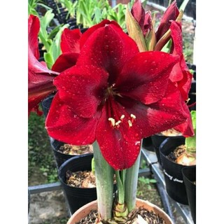 Củ lan huệ Gáo đỏ hoa to, size củ 3cm+