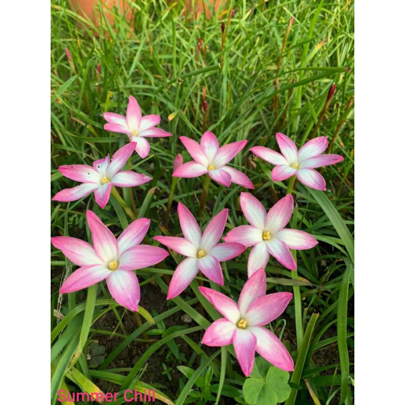 Củ huệ mưa Summer Chill thuộc dòng Labu hoa to cánh dài (bán củ mẹ chắc khỏe)