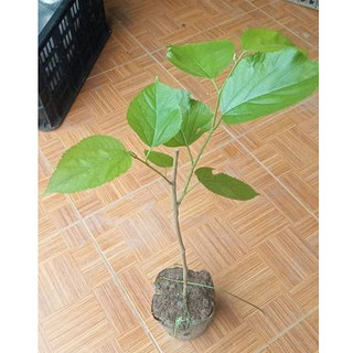 Dâu quả dài đài loan chuẩn F1 ❣️❣️ĐƠN HÀNG 200K TẶNG KÈM PHÂN BÓN ❣️❣️