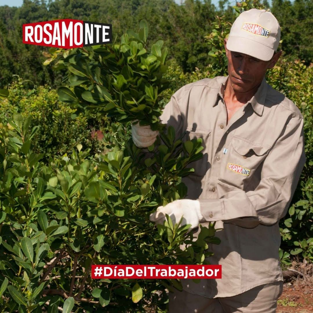 Trà Yerba Maté - ROSAMONTE - Traditional