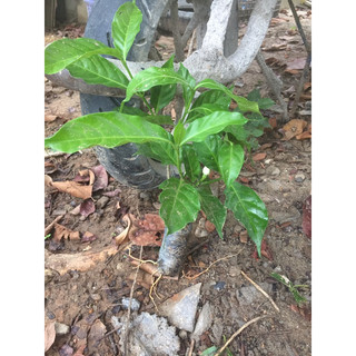 Hoa lài tây