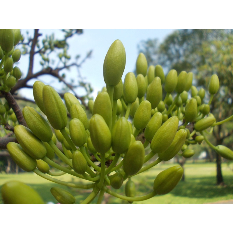 Phân Bón NPK 10 60 10 Siêu Lân Ra Nhiều Nụ, Mập Thân,Rễ Khỏe,Hũ 500g