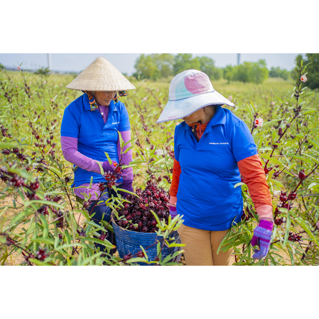 Đài Quả Khô - Trà khô Hibiscus  Loại 1 Vùng nguyên liệu Hibiscus và Sấy trực tiếp tại nhà máy Maison Gourmet