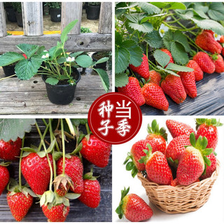Hạt Giống Dâu Tây Chịu Nhiệt