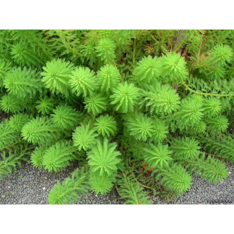 CÂY XƯƠNG CÁ XANH THỦY SINH- 20K/ 15 NGỌN