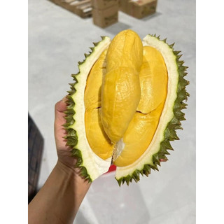Cây giống sầu riêng monthong siêu sớm