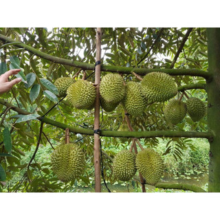 Cây giống sầu riêng ri6 siêu sớm cho trái, cây có bảo hành