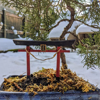 Mô hình mini Cổng Torii trang trí Bonsai