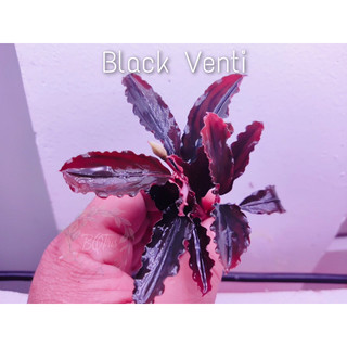 Bucep BlackVenti | cây thuỷ sinh | Premium | hàng ngọn | dưỡng cạn