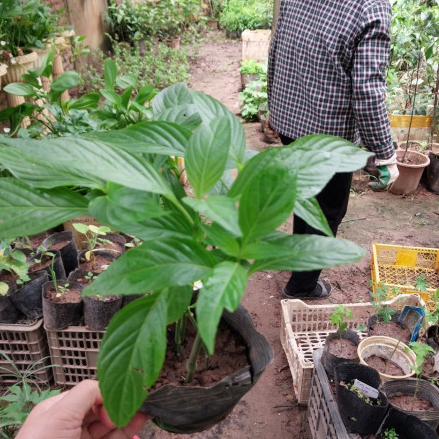 Cẩm Thái (cẩm voi) bầu 3 cây xanh đẹp, hom giống lá tươi