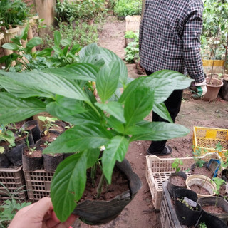 Cảm thái ( cẩm voi ) bầu 3 cây xanh đẹp