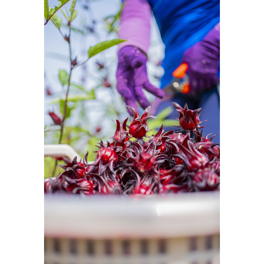 Đài Quả Khô - Trà khô Hibiscus  Loại 1 Vùng nguyên liệu Hibiscus và Sấy trực tiếp tại nhà máy Maison Gourmet