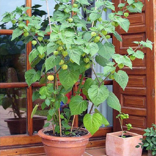 Cây giống thù lù nam mỹ chuẩn giống