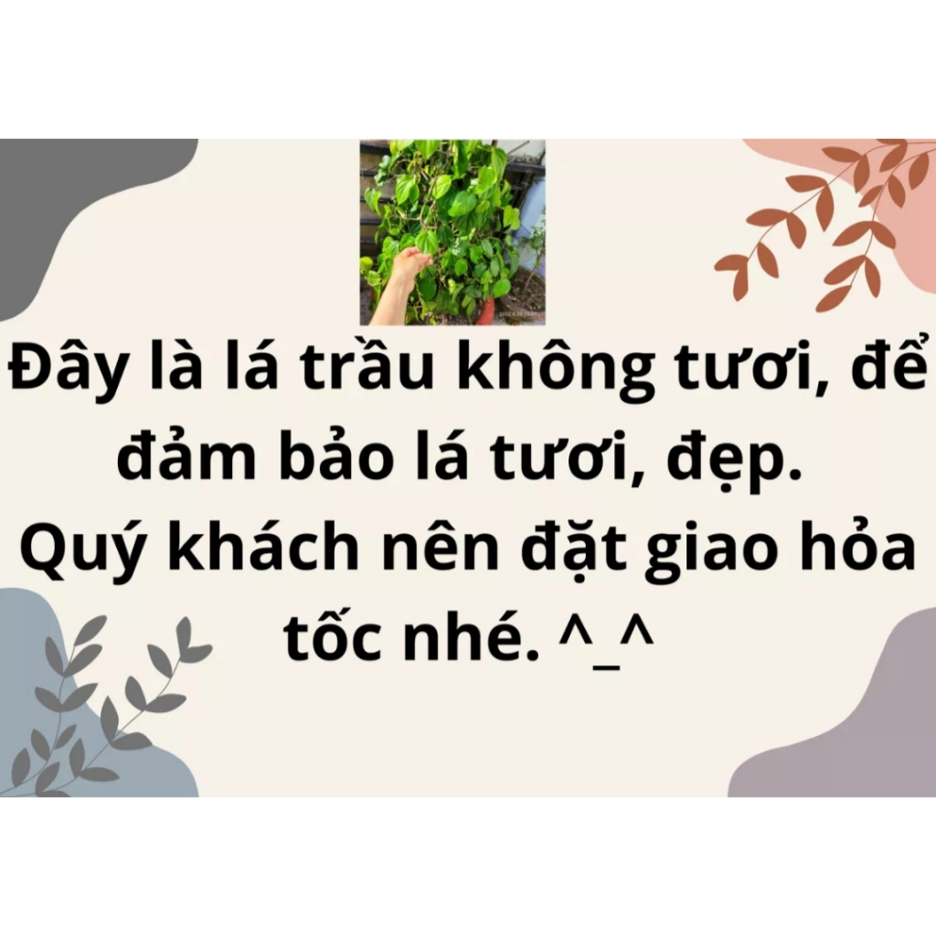 500 gram Lá Trầu Không Tươi - Dùng Xông Mắt, Xông Vùng Kín Cô Bé Rất Hiệu Quả