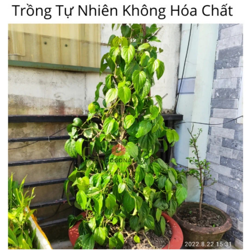 500 gram Lá Trầu Không Tươi - Dùng Xông Mắt, Xông Vùng Kín Cô Bé Rất Hiệu Quả