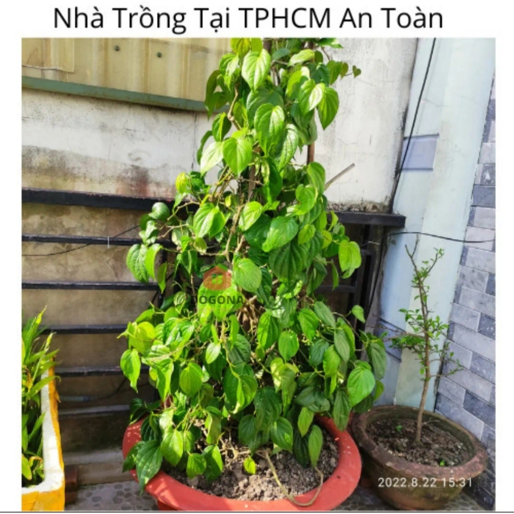 500 gram Lá Trầu Không Tươi - Dùng Xông Mắt, Xông Vùng Kín Cô Bé Rất Hiệu Quả