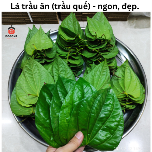 500 gram Lá Trầu Không Tươi - Dùng Xông Mắt, Xông Vùng Kín Cô Bé Rất Hiệu Quả