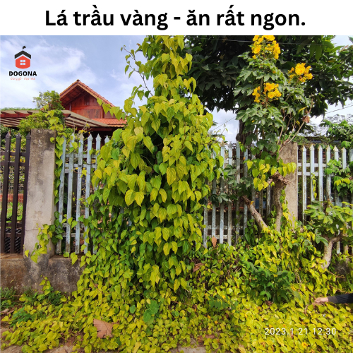 500 gram Lá Trầu Không Tươi - Dùng Xông Mắt, Xông Vùng Kín Cô Bé Rất Hiệu Quả