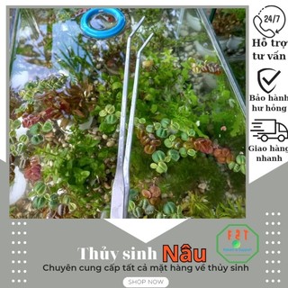 Nhíp mũi cong/thẳng 27cm dùng cắm cây thủy sinh PK091
