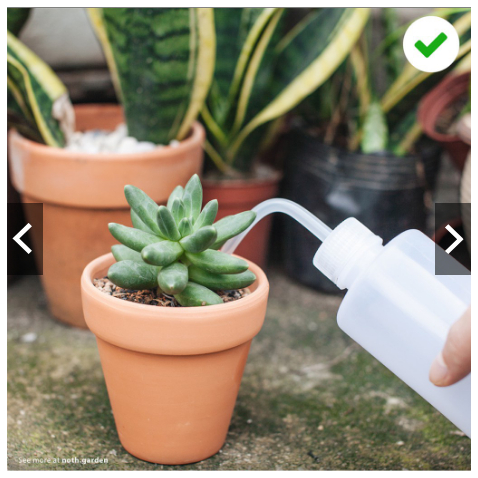 Bình tưới nước vòi cong chuyên phun tưới sen đá,xương rồng, cây hoa cảnh 500ml tiện lợi (giao màu ngẫu nhiên)